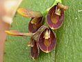 Acianthera micrantha