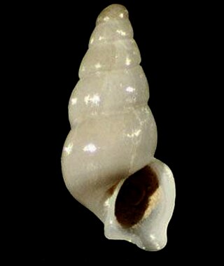 <i>Aclis gulsonae</i> Species of gastropod