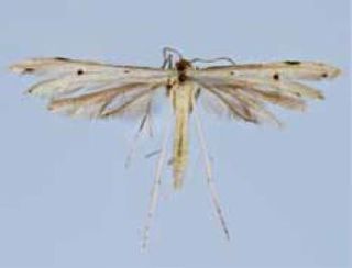 <i>Adaina bolivari</i> Species of plume moth