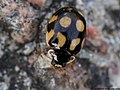 Adalia decempunctata (Linnaeus, 1758)