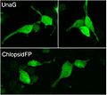 Adaptive-Evolution-of-Eel-Fluorescent-Proteins-from-Fatty-Acid-Binding-Proteins-Produces-Bright-pone.0140972.g009.jpg
