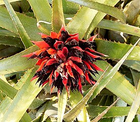 Aechmea recurvata