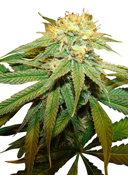 File:Afghan Cannabis.jpg