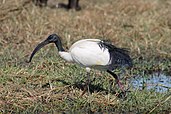 African Sacred ibis.jpg