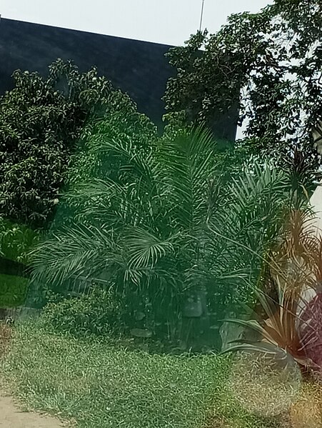 File:African oil palm plant, April 2023.jpg