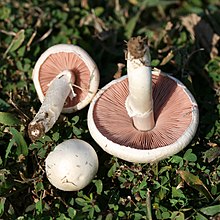 Agaricus andrewii A.E.Freeman 1979 Agaricus andrewii A.E. Freeman 787400.jpg