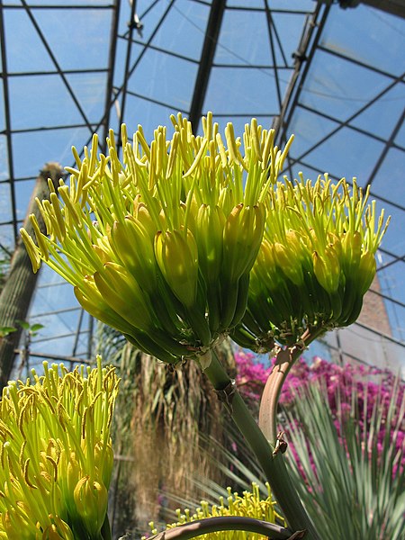 File:Agave lurida.jpg