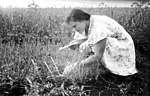 Vignette pour Météorologie agricole