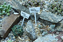 Aizoaceae Gibbaeum Dispar.JPG