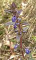 Ajuga australis