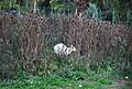 Albino Kangaroo, Water Garden, Whitgift School - geograph.org.uk - 2164911.jpg