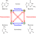 All nucleotide exchangeabilities in the DNA: 4 transitions and 8 transversions.