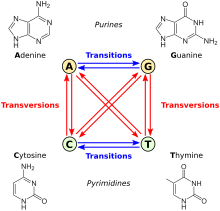 All transitions and transversions.svg