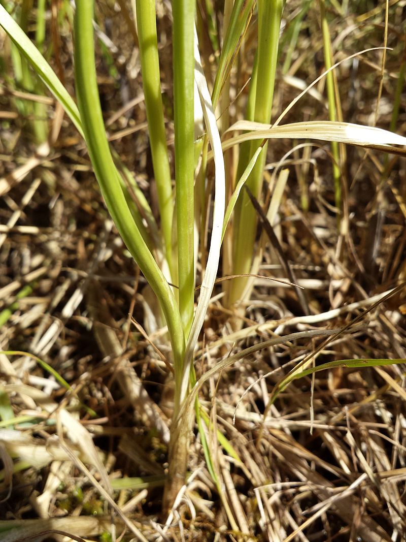 Allium angulosum sl7.jpg