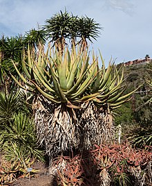 Aloe castanea - Ботанический сад Канарио Вьера и Клавихо - Гран-Канария.jpg