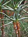 Aloidendron ramosissimum, syn. Aloe ramosissima, Aloes gałęzisty, 2023-04-02