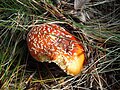 Amanite tue-mouches, Amanita muscaria.