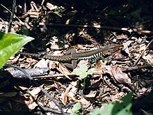 Ameiva undulata01.jpg