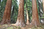 Thumbnail for Placer County Big Trees Grove