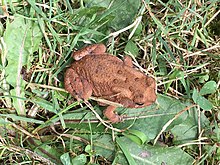 American Toad alongside the Greenbrier River in Summers County, WV