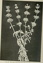 Thumbnail for File:American honey plants; together with those which are of special value to the beekeeper as sources of pollen (1920) (17961323818).jpg