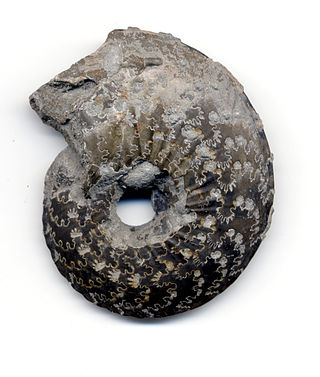 <i>Oxynoticeras</i> Genus of molluscs (fossil)