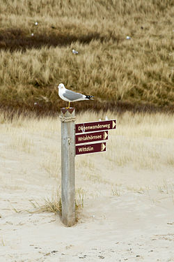 In den Dünen am Amrumer Leuchtturm