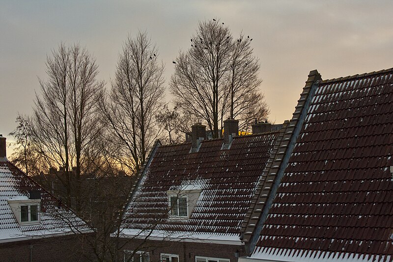 File:Amsterdam Noord - 01-2013 - panoramio (5).jpg