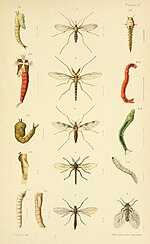 Thumbnail for File:An elementary manual of New Zealand entomology (Plate IV) (6809654504).jpg