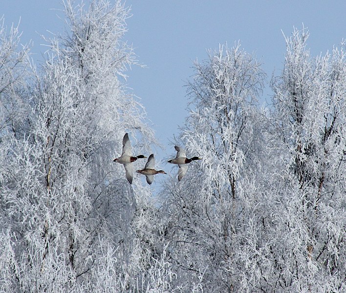 File:Anas platyrhynchos Oulu 20120401.JPG