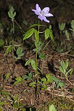 Miniatura para Anemone oregana