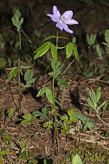 Anemone oregana 9057.JPG