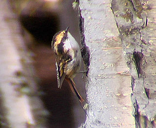 Thorn-tailed rayadito Species of bird