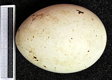 Egg, Collection Museum Wiesbaden Aquila heliaca MWNH 0830.JPG