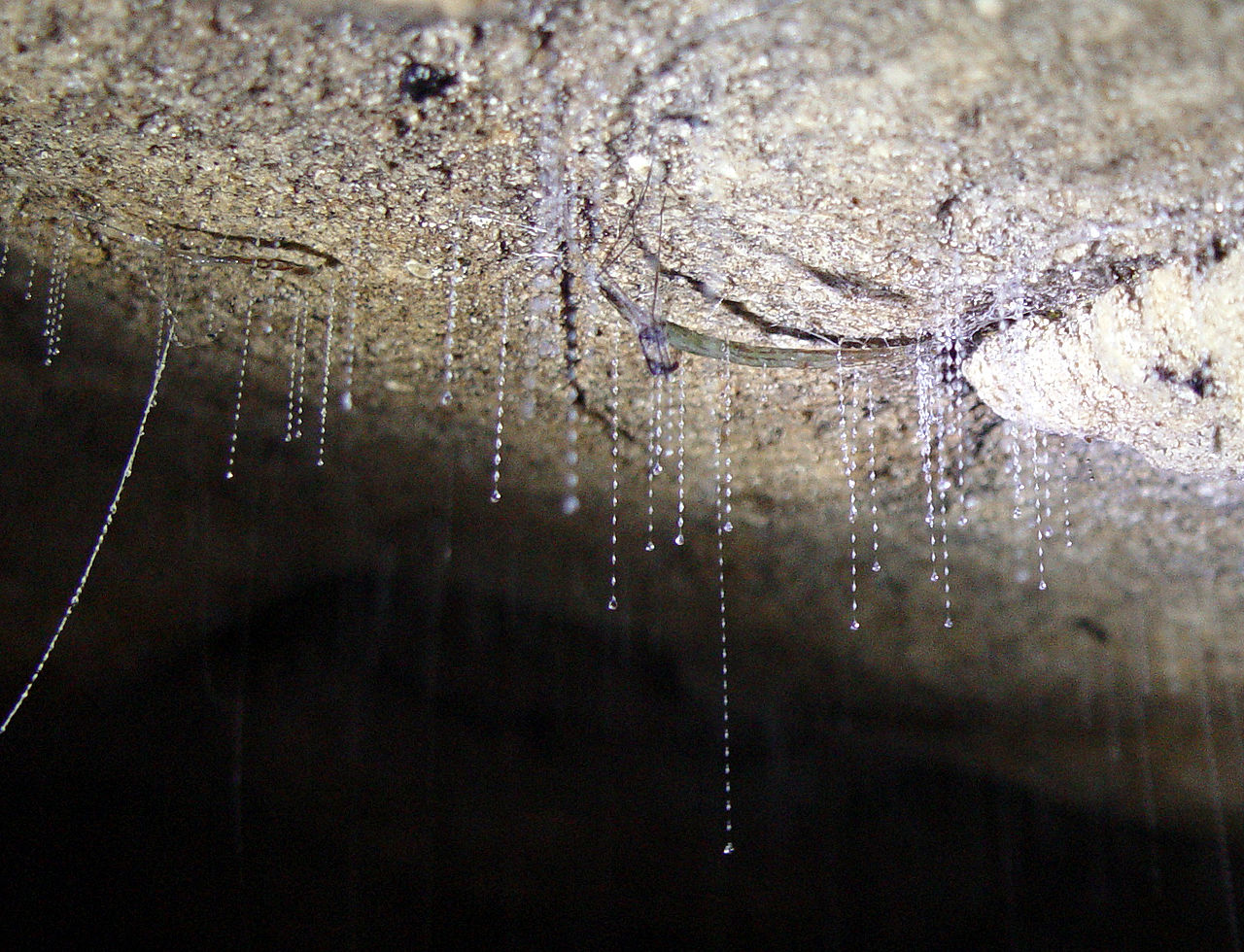 Fru kløft Stille File:Arachnocampa luminosa larvae.jpg - Wikimedia Commons