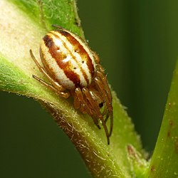 Araneus pratensis 5669958.jpg