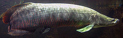 Arapaima-full.jpg