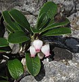 Arctostaphylos uva-ursi med blomar