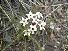 Arjona patagonica-kukat 01.JPG