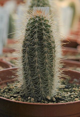 <i>Armatocereus godingianus</i> Species of cactus