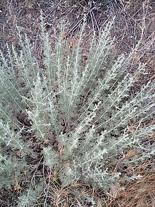Artemisia taurica 78704478.jpg