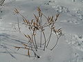 Plants in the winter with seed pods still attached