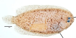 <i>Aseraggodes heemstrai</i> Species of fish