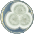 Aspergillus rhizopodus cya.png