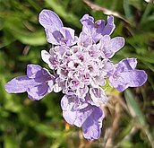 Aston Rowant Small Scabious.jpg