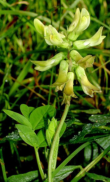 File:Astragalus glycyphyllos kz.jpg