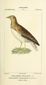 Thumbnail for File:Atlas de Zoologie, ou collection de figures d'Animaux nouveaux, ou peu connus avec une explication (1844) (20344340025).jpg