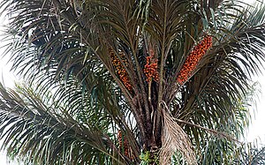 Guyane: Toponymie, Géographie, Milieu et patrimoine naturel