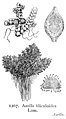 == Summary == DescriptionShow ryu/gallery English: Azolla filiculoides Date 1924 Source Illustrations of the British Flora (1924) [3] Author This file is lacking author information. Permission is granted to copy, distribute and/or modify this document under the terms of the GNU Free Documentation License, Version 1.2 or any later version published by the Free Software Foundation; with no Invariant Sections, no Front-Cover Texts, and no Back-Cover Texts. A copy of the license is included in the section entitled GNU Free Documentation License.http://www.gnu.org/copyleft/fdl.htmlGFDLGNU Free Documentation Licensetruetrue If this file is eligible for relicensing, it may also be used under the Creative Commons Attribution-ShareAlike 3.0 license. The relicensing status of this image has not yet been reviewed. You can help. العربية ∙ azərbaycanca ∙ беларуская (тарашкевіца) ∙ български ∙ বাংলা ∙ català ∙ čeština ∙ Deutsch ∙ Deutsch (Sie-Form) ∙ English ∙ español ∙ eesti ∙ فارسی ∙ suomi ∙ français ∙ galego ∙ עברית ∙ hrvatski ∙ magyar ∙ italiano ∙ 日本語 ∙ 한국어 ∙ lietuvių ∙ македонски ∙ മലയാളം ∙ Bahasa Melayu ∙ Nederlands ∙ occitan ∙ português ∙ português do Brasil ∙ română ∙ русский ∙ sicilianu ∙ slovenščina ∙ српски / srpski ∙ svenska ∙ Türkçe ∙ ไทย ∙ українська ∙ Tiếng Việt ∙ 简体中文 ∙ 繁體中文 ∙ +/− Category:Azolla Category:Botanical illustrations == Licensing: ==