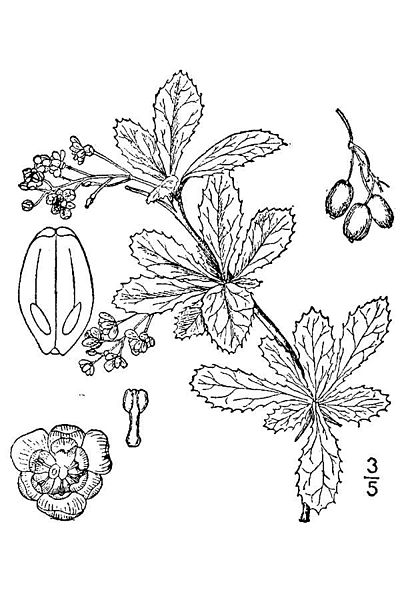 File:B. canadensis.jpg